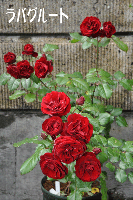 f:id:rotling:20100524153558g:image