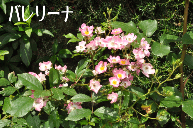 バラ　バレリーナ