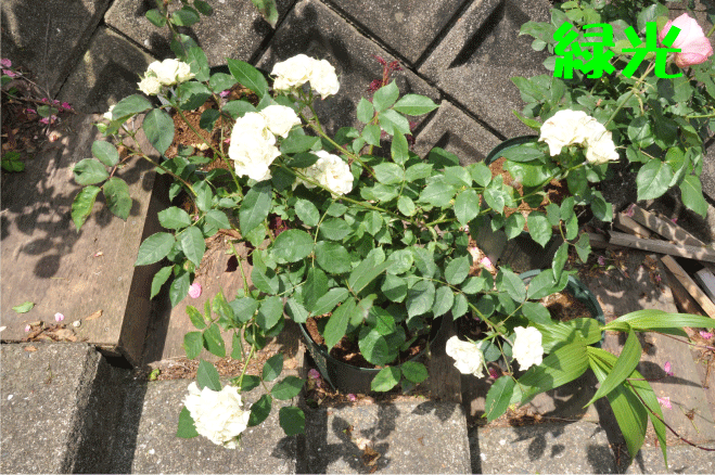 f:id:rotling:20100525191640g:image