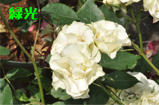 f:id:rotling:20100525191641g:image