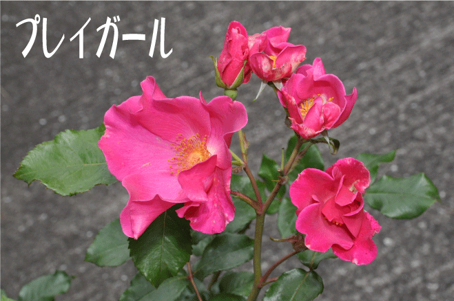 f:id:rotling:20100525194326g:image