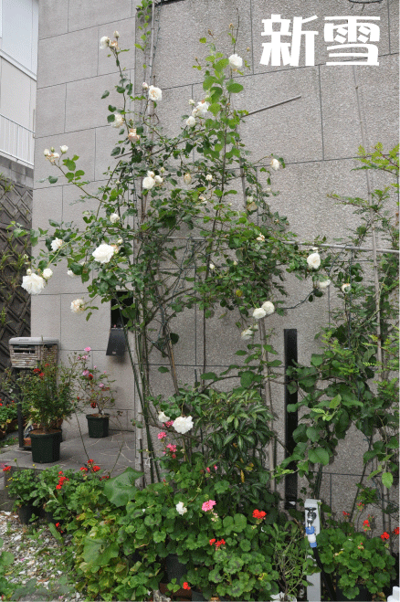 f:id:rotling:20100525194330g:image