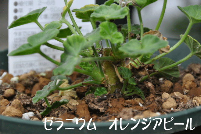 f:id:rotling:20100526105053g:image