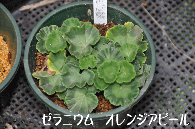 f:id:rotling:20100526105054g:image