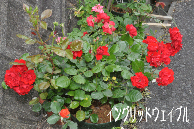 f:id:rotling:20100526105059g:image