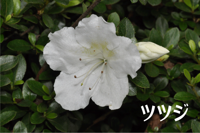 f:id:rotling:20100526105124g:image