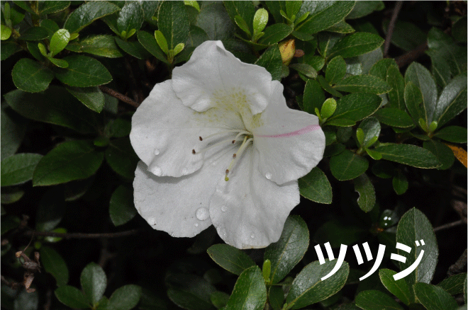 f:id:rotling:20100526105125g:image