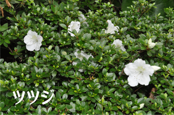 f:id:rotling:20100526105126g:image