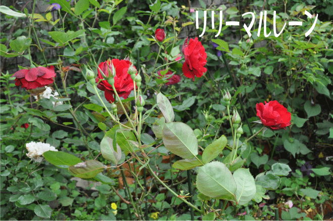 f:id:rotling:20100526191904g:image