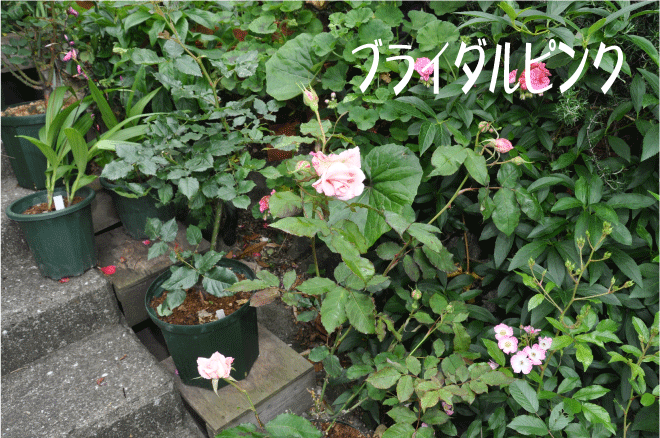 f:id:rotling:20100526191906g:image