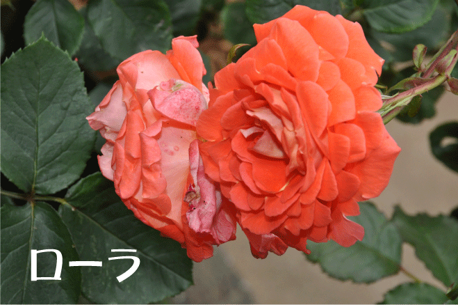 f:id:rotling:20100526191922g:image