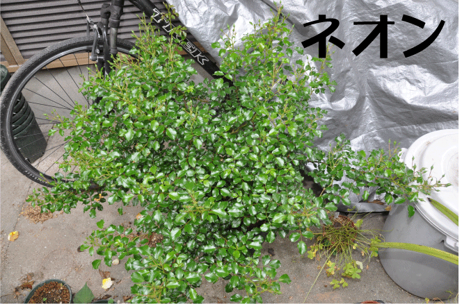 f:id:rotling:20100528170114g:image