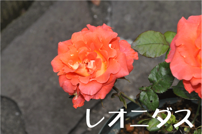 20100528173222