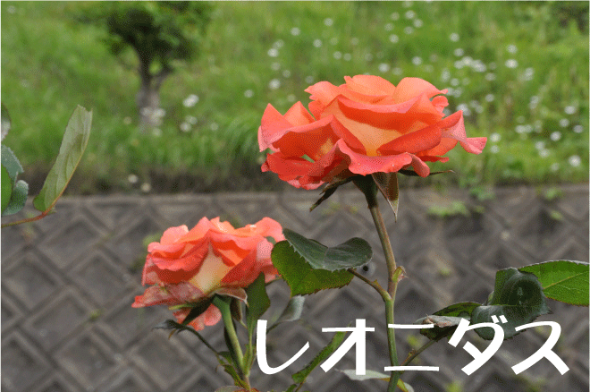 20100528173224