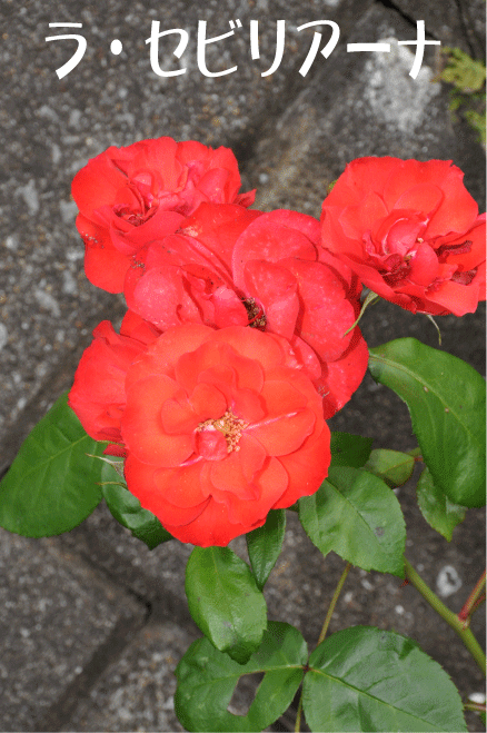 20100528173226