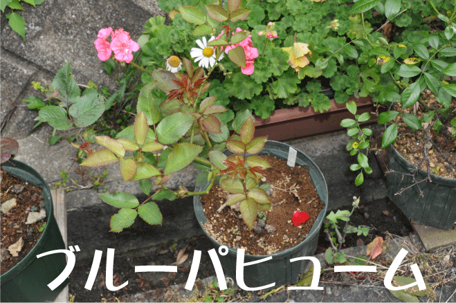 20100528180842