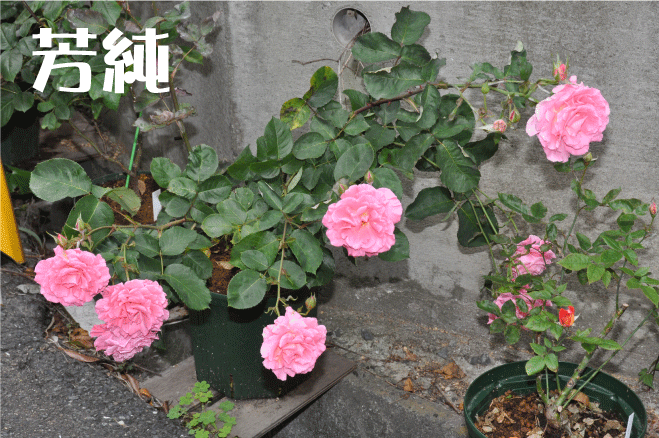 20100528180845