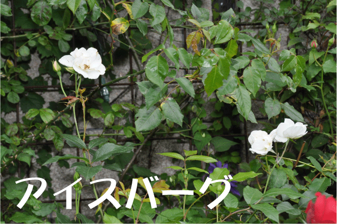 20100528215410