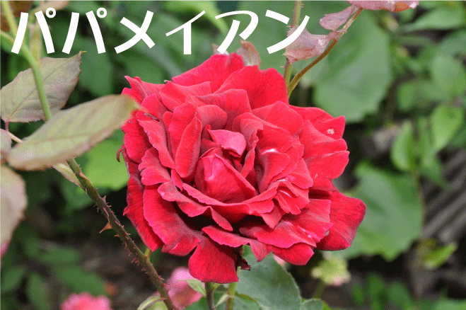 20100528215418