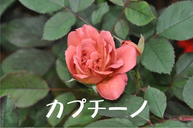 20100528215442
