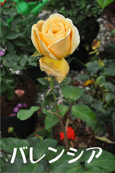 20100528232539