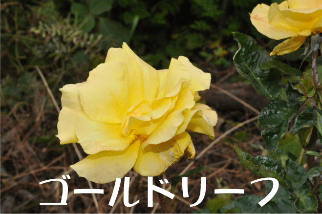 f:id:rotling:20100528232605g:image