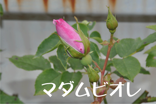 f:id:rotling:20100528232608g:image