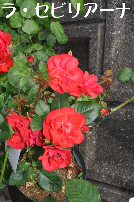 f:id:rotling:20100529171335g:image
