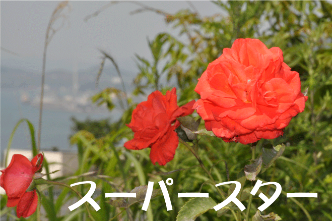f:id:rotling:20100529171348g:image