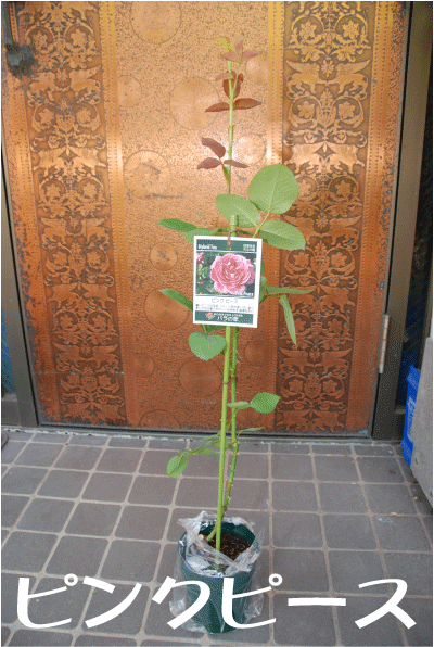f:id:rotling:20100530113656g:image