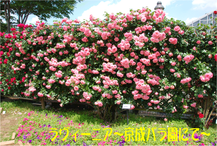 f:id:rotling:20100603082544g:image