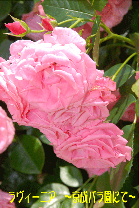 f:id:rotling:20100603082551g:image