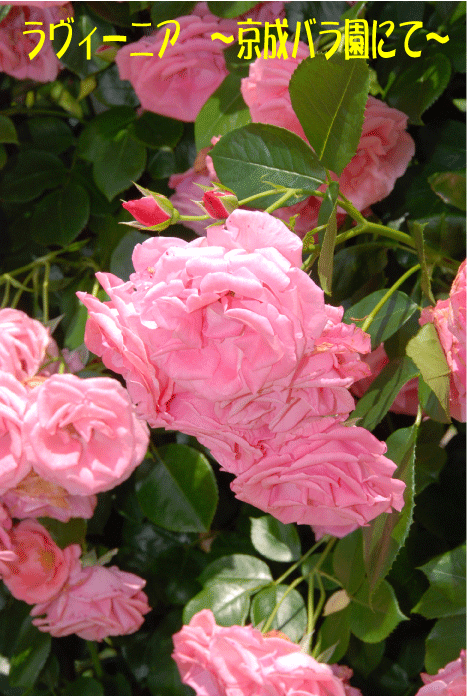 f:id:rotling:20100603082552g:image