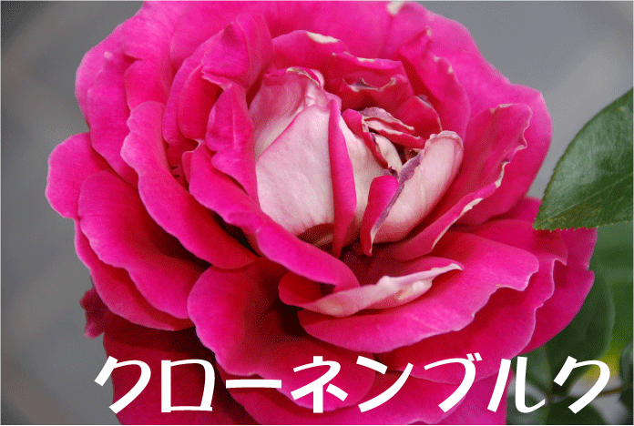 f:id:rotling:20100604091932g:image