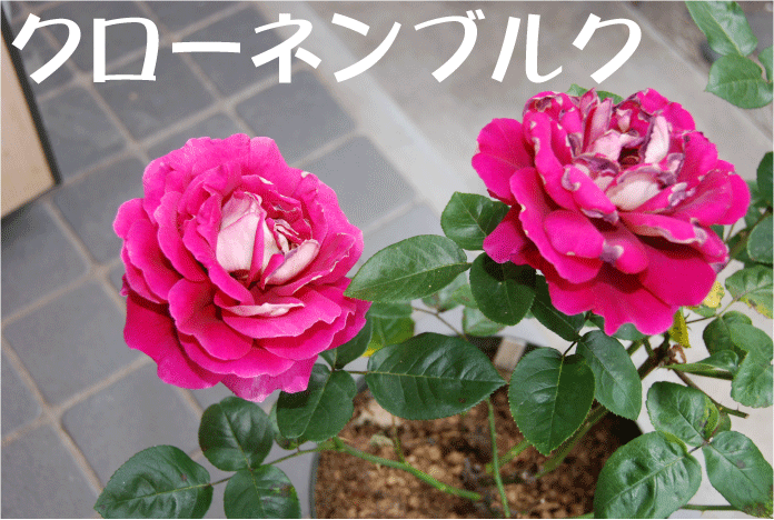 f:id:rotling:20100604091933g:image