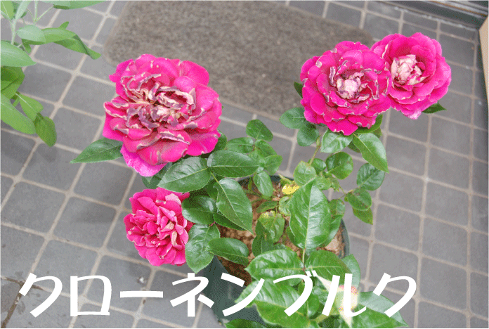 f:id:rotling:20100604091934g:image