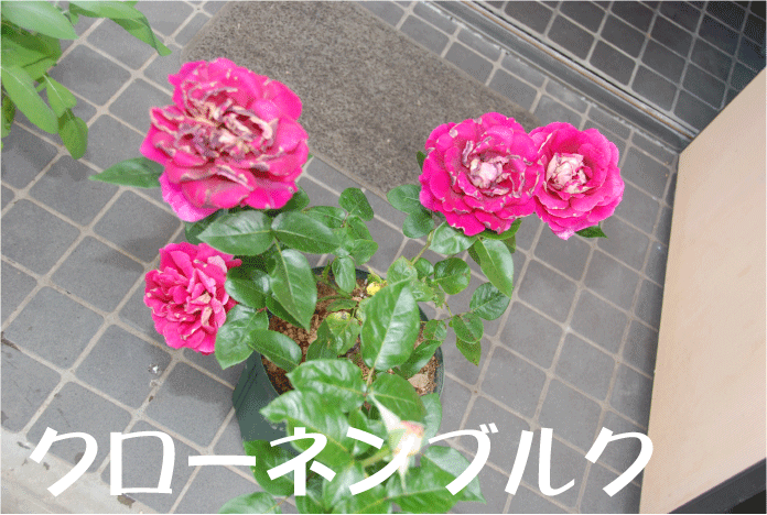 f:id:rotling:20100604091935g:image