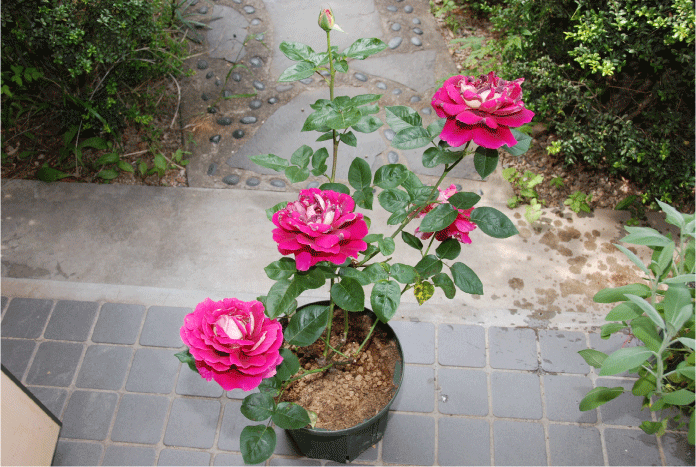f:id:rotling:20100604091936g:image