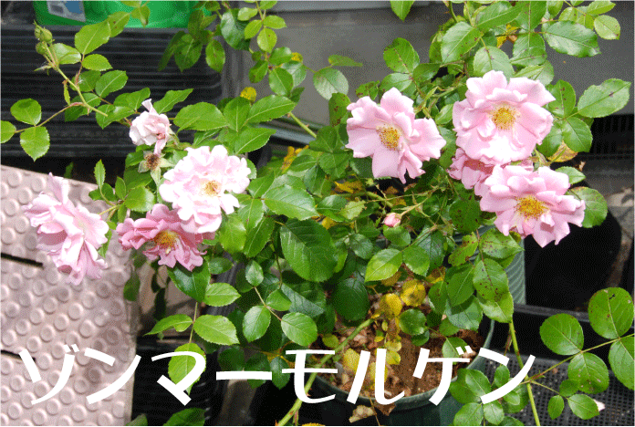 f:id:rotling:20100604103458g:image