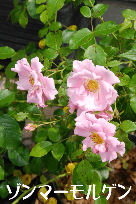 f:id:rotling:20100604103459g:image
