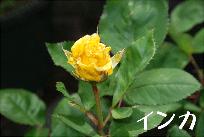 f:id:rotling:20100604103512g:image