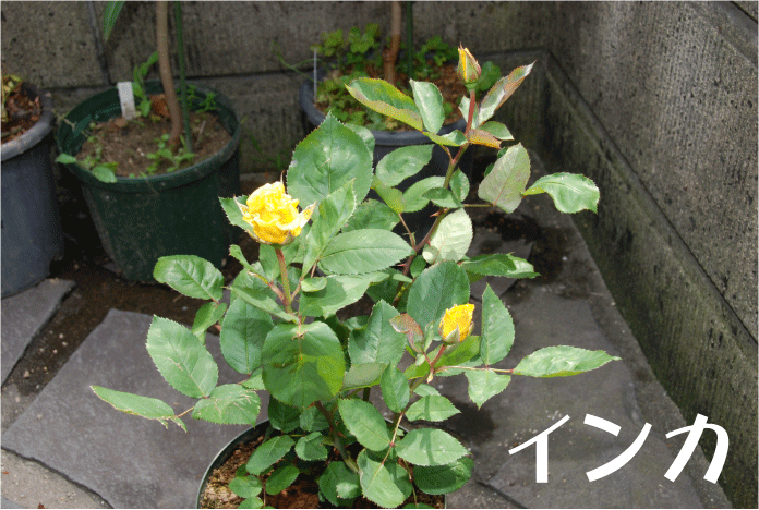 f:id:rotling:20100604103513g:image
