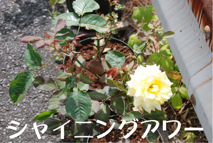 f:id:rotling:20100604202604g:image