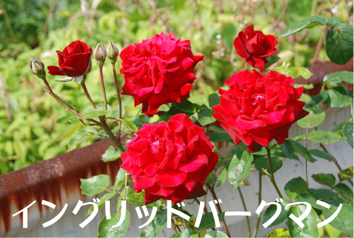 f:id:rotling:20100604202606g:image