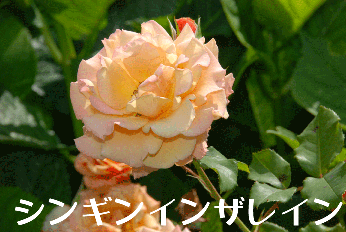 f:id:rotling:20100604234309g:image