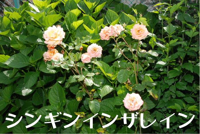 f:id:rotling:20100604234310g:image