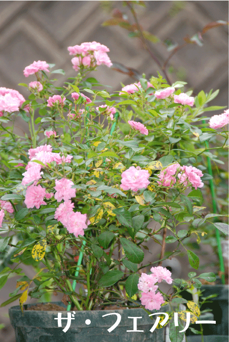 f:id:rotling:20100606183000g:image