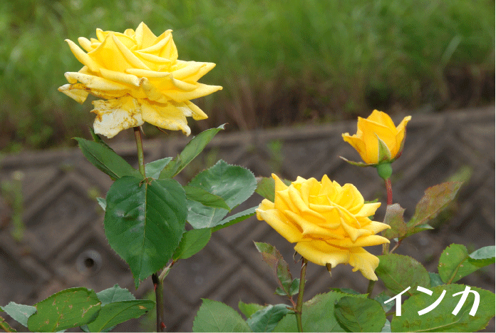 f:id:rotling:20100607124923g:image