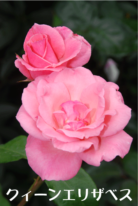 f:id:rotling:20100607231609g:image