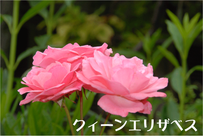 f:id:rotling:20100607231610g:image